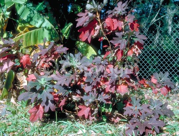 White blooms; Pink blooms; Deciduous; Broadleaf; North American Native