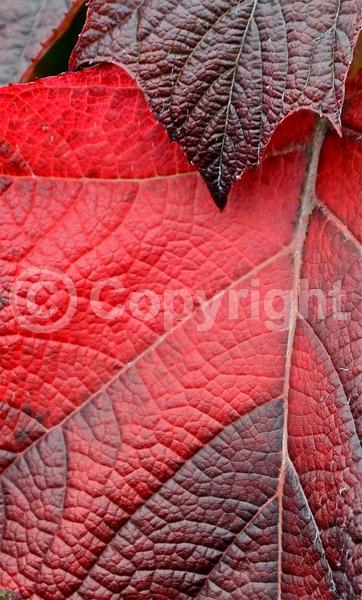 White blooms; Pink blooms; Deciduous; Broadleaf; North American Native