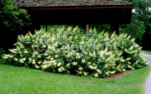 White blooms; Pink blooms; Deciduous; Broadleaf; North American Native
