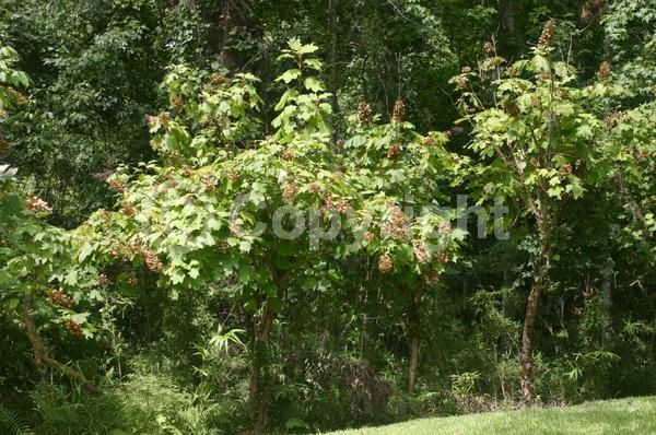 White blooms; Pink blooms; Deciduous; Broadleaf; North American Native