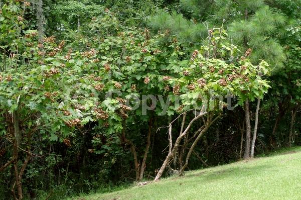 White blooms; Pink blooms; Deciduous; Broadleaf; North American Native