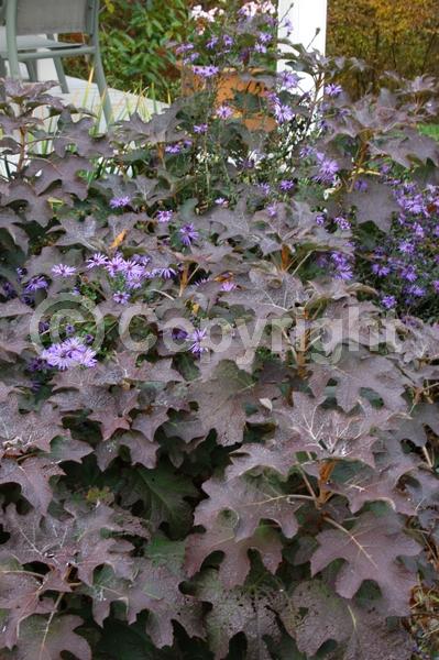White blooms; Pink blooms; Deciduous; Broadleaf; North American Native