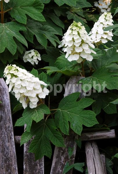 White blooms; Pink blooms; Deciduous; Broadleaf; North American Native