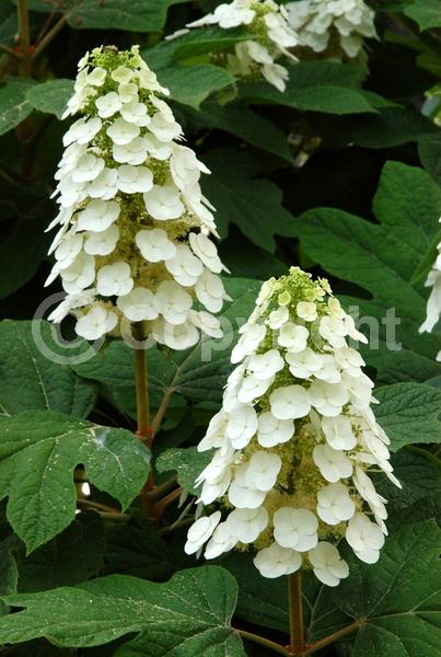 White blooms; Pink blooms; Deciduous; Broadleaf; North American Native