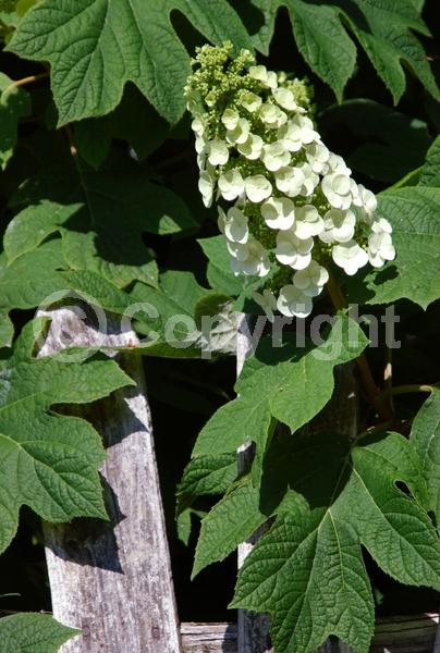 White blooms; Pink blooms; Deciduous; Broadleaf; North American Native
