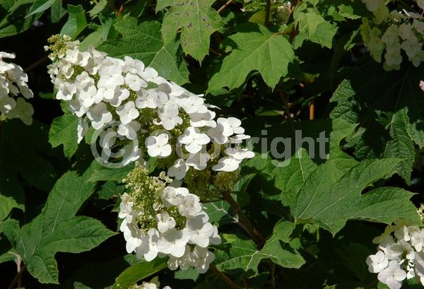 White blooms; Pink blooms; Deciduous; Broadleaf; North American Native