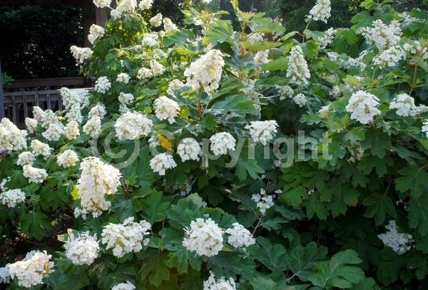 White blooms; Pink blooms; Deciduous; Broadleaf; North American Native