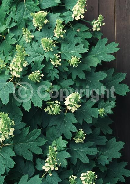 White blooms; Pink blooms; Deciduous; Broadleaf; North American Native