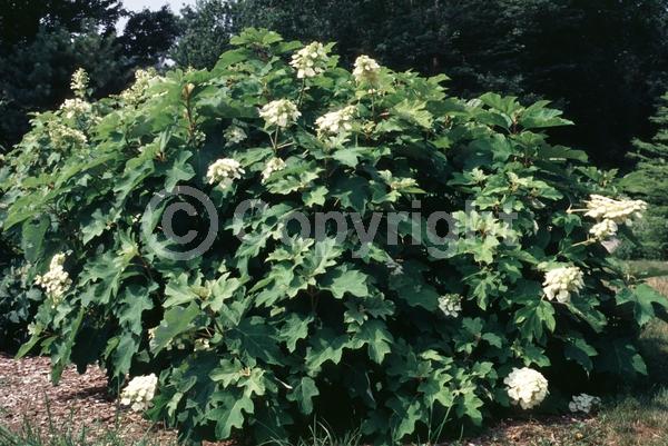 White blooms; Pink blooms; Deciduous; Broadleaf; North American Native