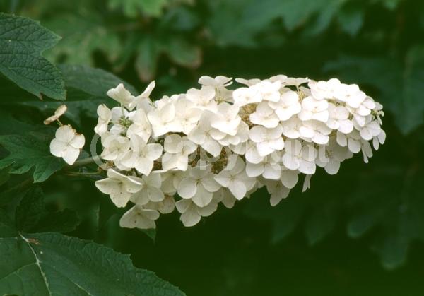 White blooms; Pink blooms; Deciduous; Broadleaf; North American Native