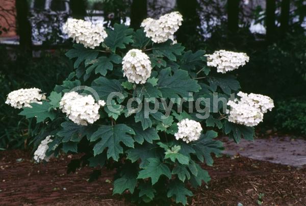 White blooms; Pink blooms; Deciduous; Broadleaf; North American Native