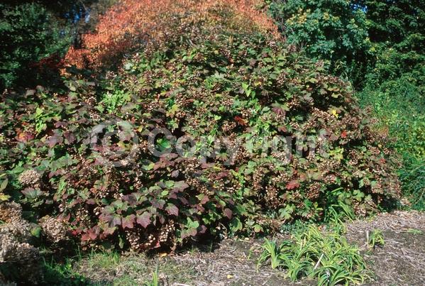 White blooms; Pink blooms; Deciduous; Broadleaf; North American Native