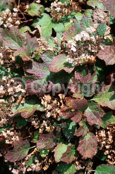 White blooms; Pink blooms; Deciduous; Broadleaf; North American Native