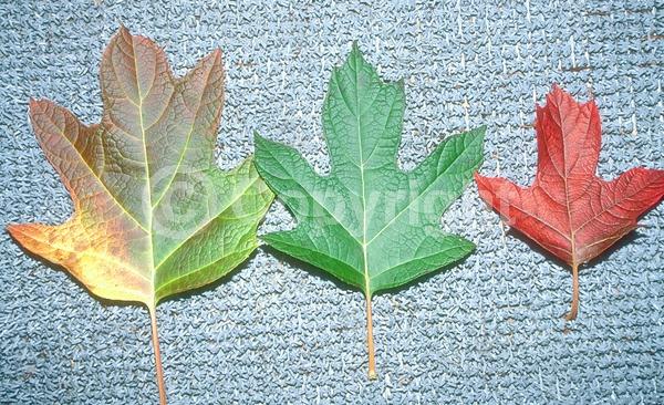 White blooms; Pink blooms; Deciduous; Broadleaf; North American Native
