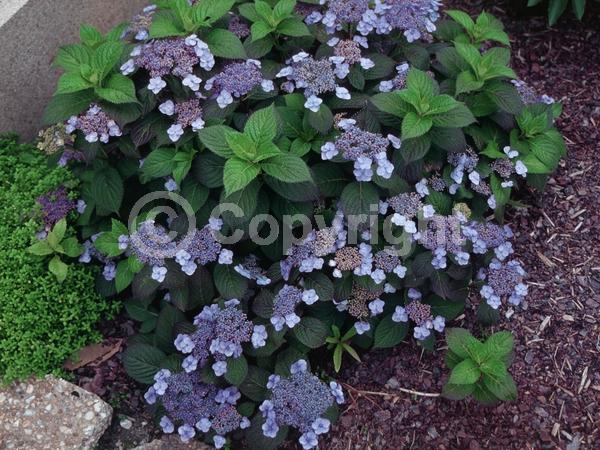 Blue blooms; Pink blooms; Deciduous; Broadleaf