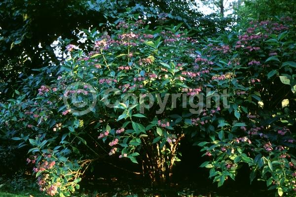 Blue blooms; Purple blooms; Lavender blooms; Deciduous; Broadleaf
