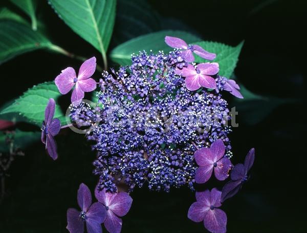 Blue blooms; Purple blooms; Lavender blooms; Deciduous; Broadleaf