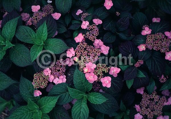 Blue blooms; Pink blooms; Deciduous; Broadleaf