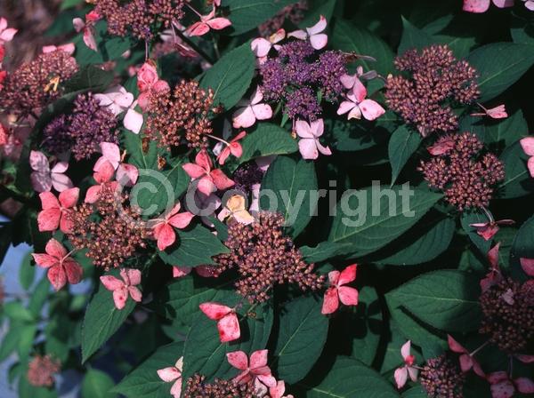 Orange blooms; White blooms; Pink blooms; Deciduous; Broadleaf