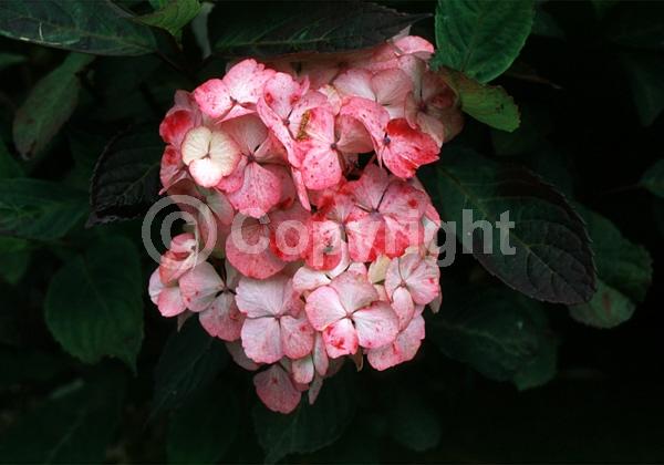 Pink blooms; Deciduous; Broadleaf