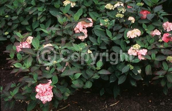 Pink blooms; Deciduous; Broadleaf