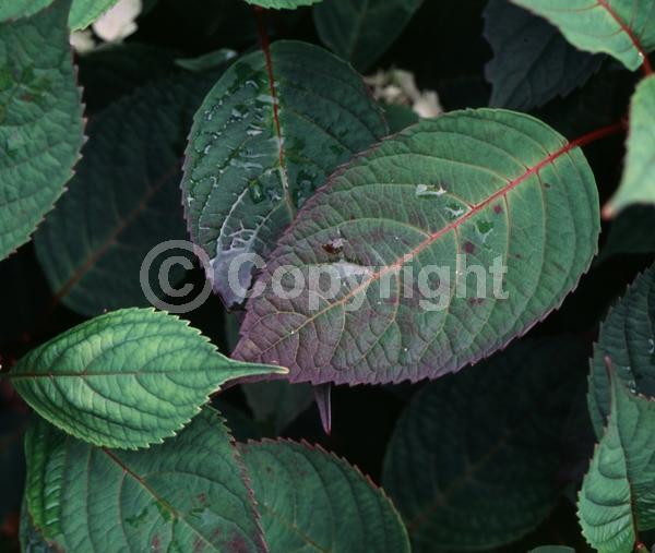 Pink blooms; Deciduous; Broadleaf