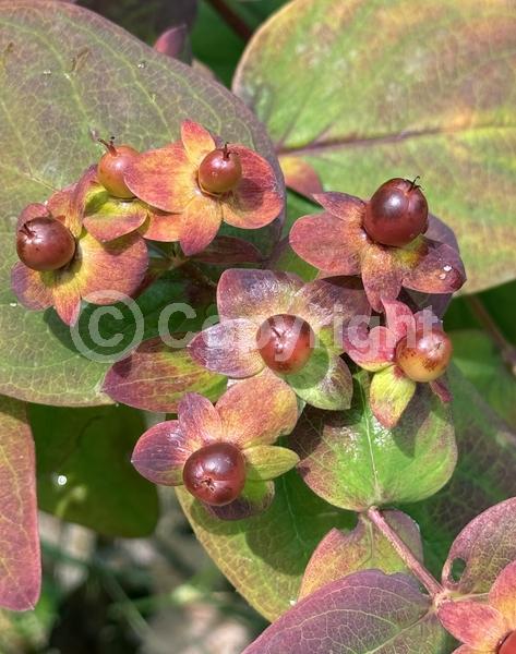 Yellow blooms; Evergreen; Semi-evergreen