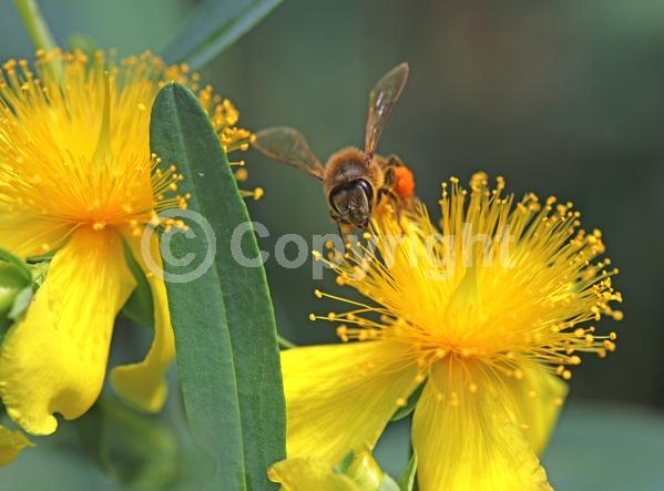 Yellow blooms; Deciduous