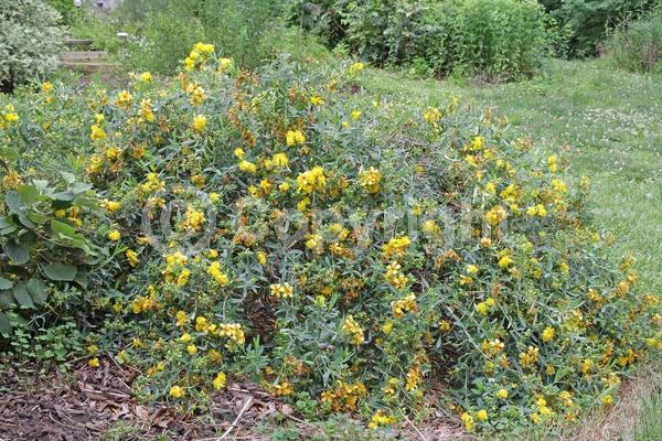 Yellow blooms; Deciduous