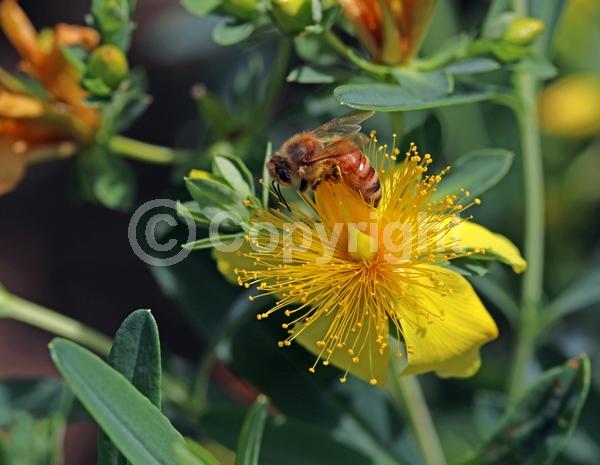 Yellow blooms; Deciduous
