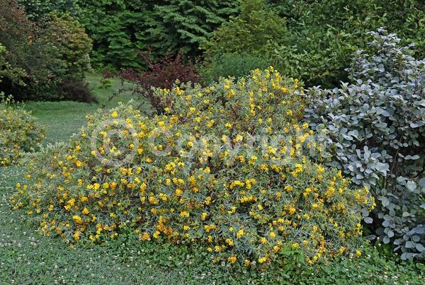 Yellow blooms; Deciduous