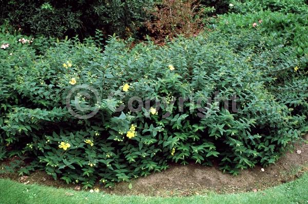 Yellow blooms; Evergreen; Semi-evergreen