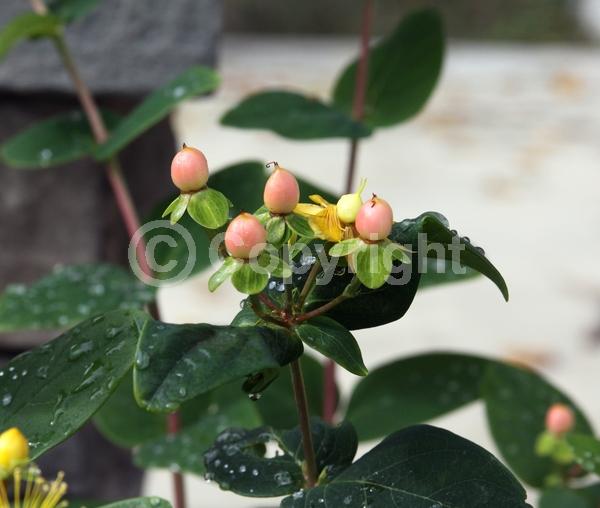 Yellow blooms; Deciduous