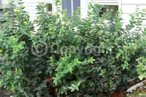 Yellow blooms; Deciduous