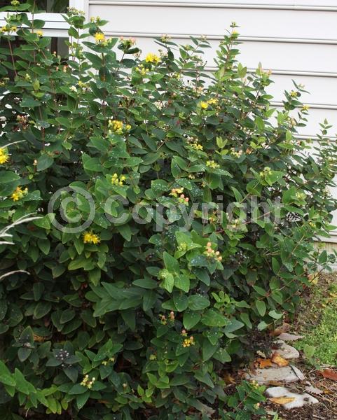 Yellow blooms; Deciduous