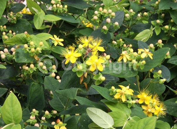 Yellow blooms; Deciduous