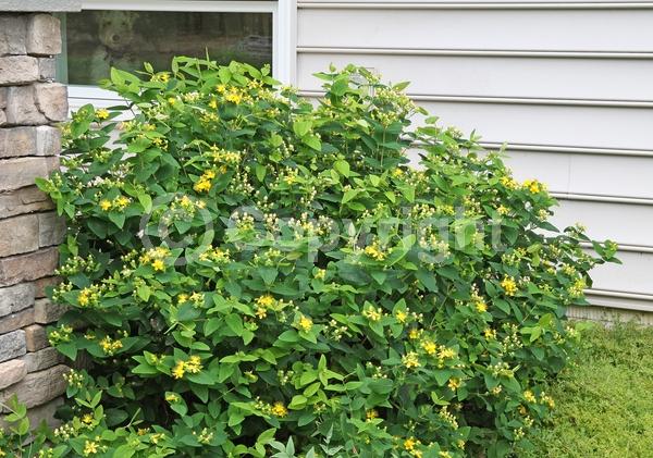Yellow blooms; Deciduous