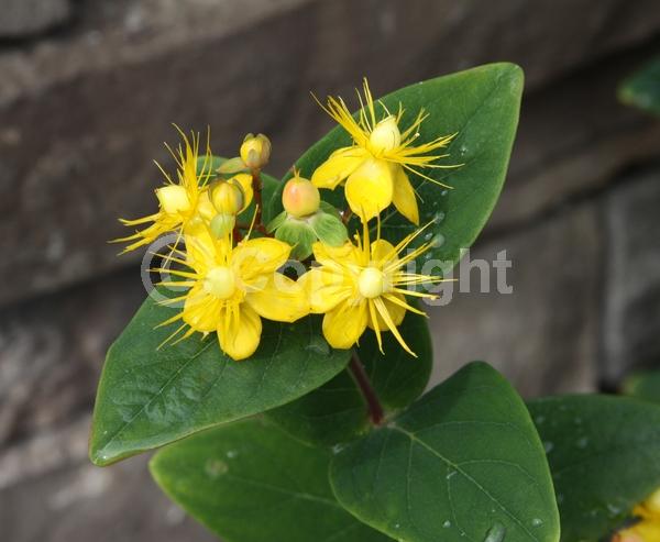 Yellow blooms; Deciduous