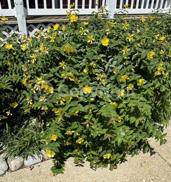 Yellow blooms; Semi-evergreen