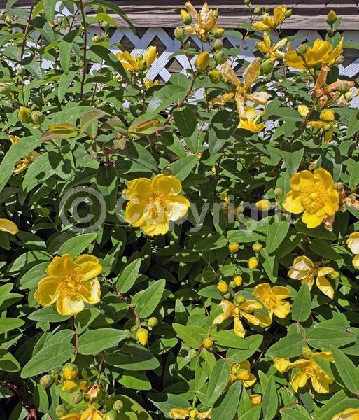 Yellow blooms; Semi-evergreen
