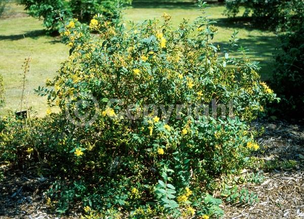 Yellow blooms; Semi-evergreen