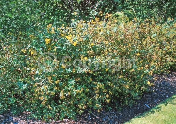 Yellow blooms; Semi-evergreen