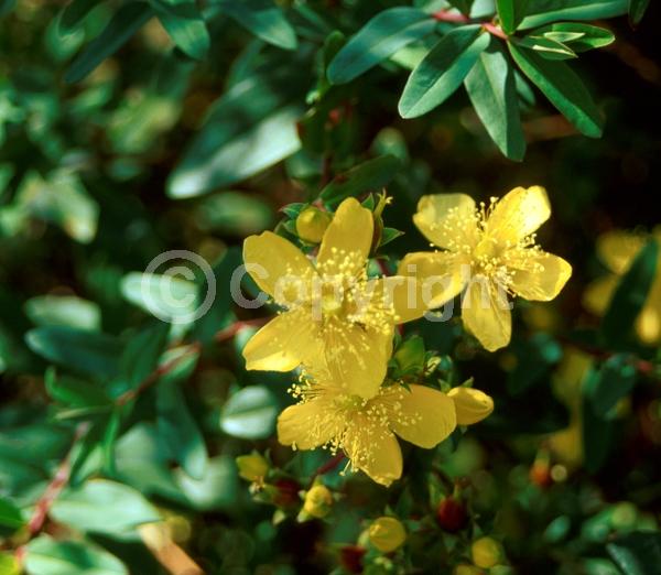 Yellow blooms; Semi-evergreen