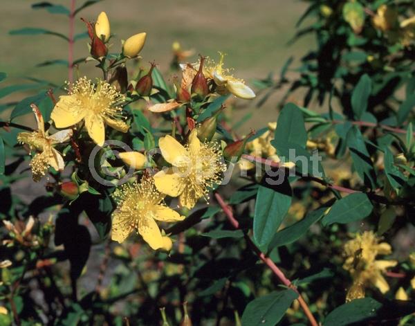 Yellow blooms; Semi-evergreen