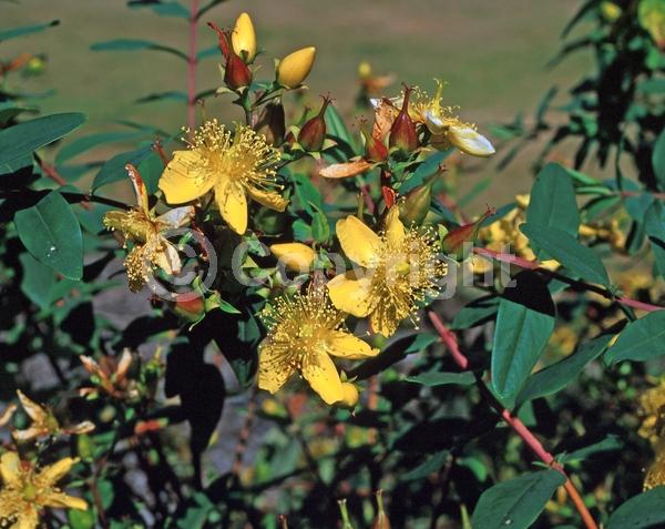 Yellow blooms; Semi-evergreen
