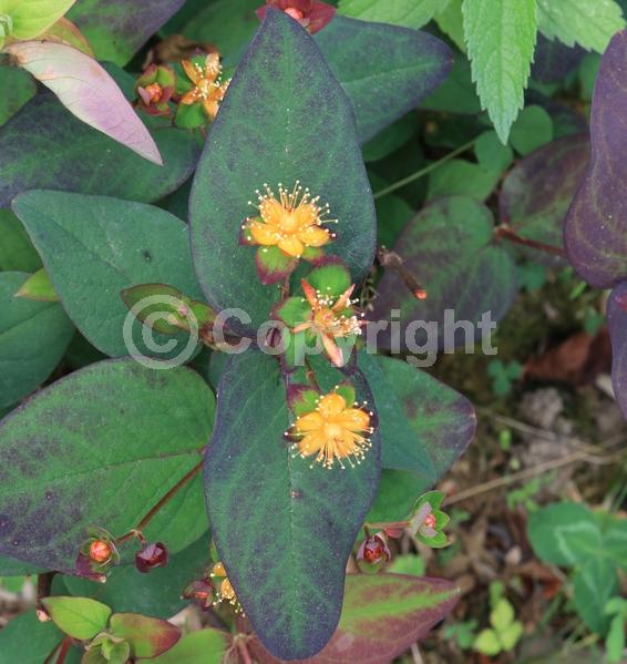 Yellow blooms; Evergreen; Semi-evergreen