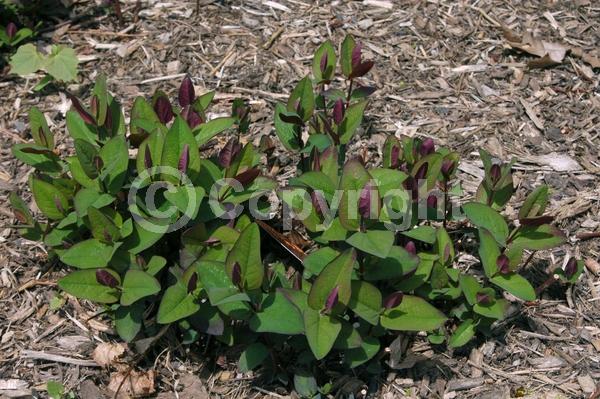 Yellow blooms; Evergreen; Semi-evergreen