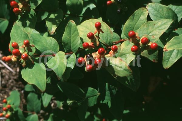 Yellow blooms; Semi-evergreen