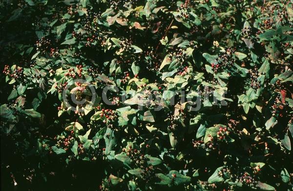 Yellow blooms; Semi-evergreen