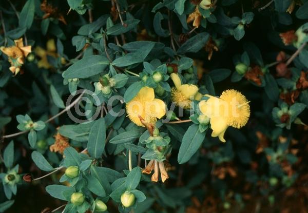 Yellow blooms; Evergreen; Semi-evergreen; North American Native